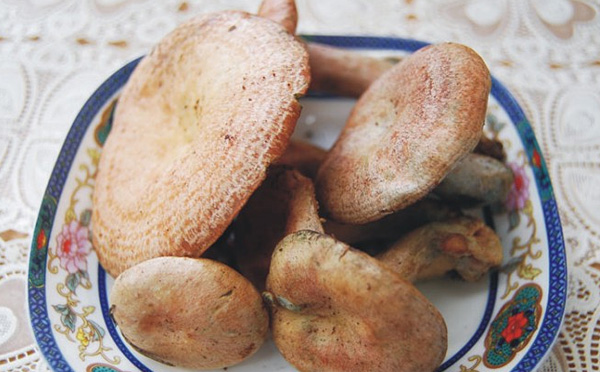 红葱菌,铜绿菌和松子菌有哪些区别