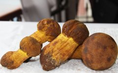 黄牛肝菌是牛肝菌里最好的么?