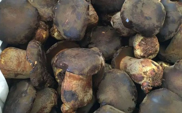 黑牛肝菌的口感是怎么样?