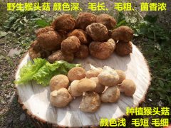 猴头菇怎么种植成活率高