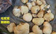 新鲜猴头菇怎么保存最耐放