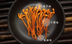 如何选购虫草花才营养