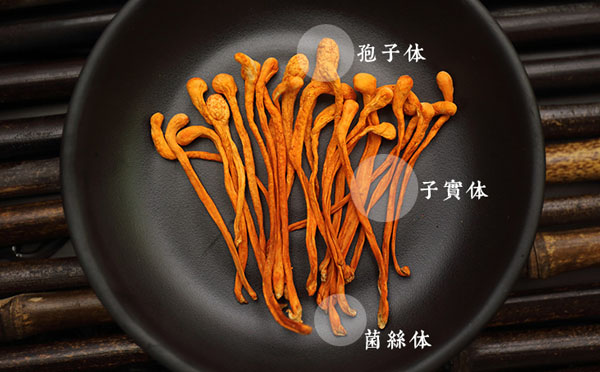 如何选购虫草花才营养