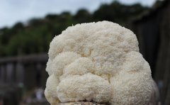 新鲜猴头菇怎么洗最干净