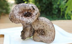 黑虎掌菌都生在什么地方