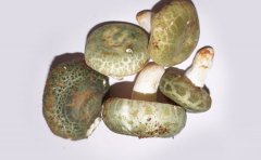 新鲜青头菌的保存方法及如何保鲜