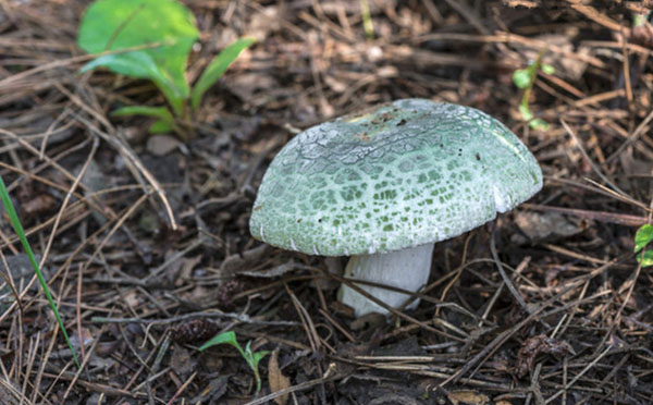 青头菌清汤怎么做
