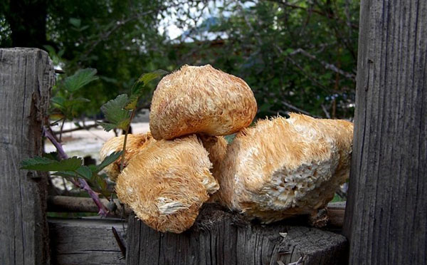 干猴头菇为什么煮不烂是方法用错