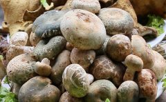 云南野生青头菌可以人工种植吗