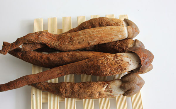 如何分辨鸡枞菌新鲜