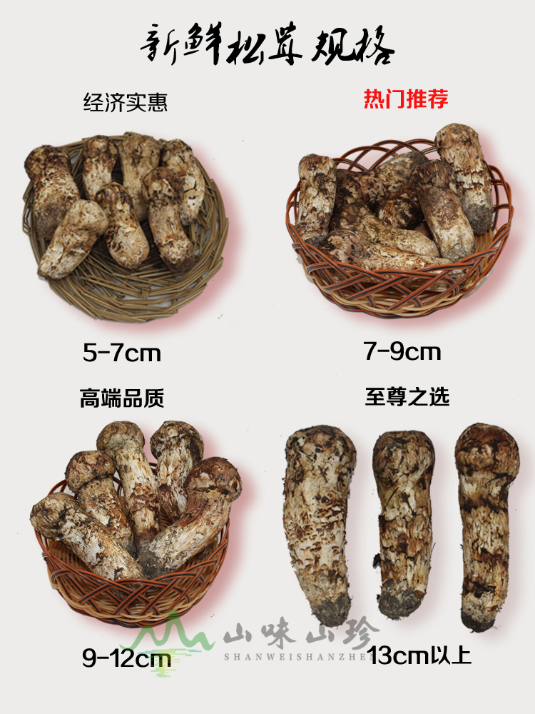 新鲜松茸规格
