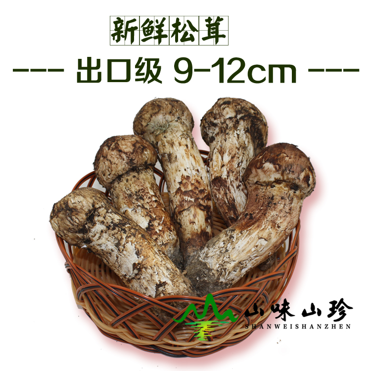 新鲜松茸9-12cm