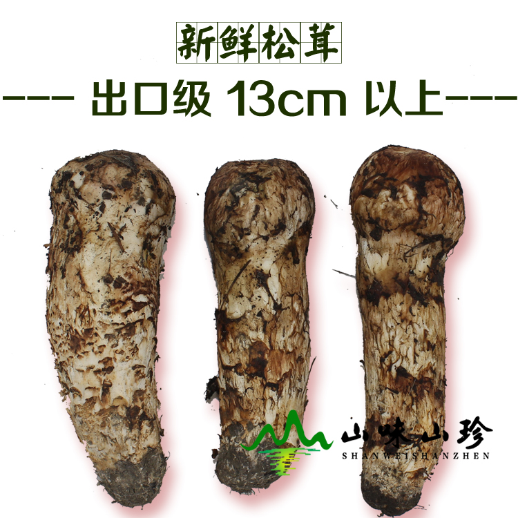 新鲜松茸12cm以上