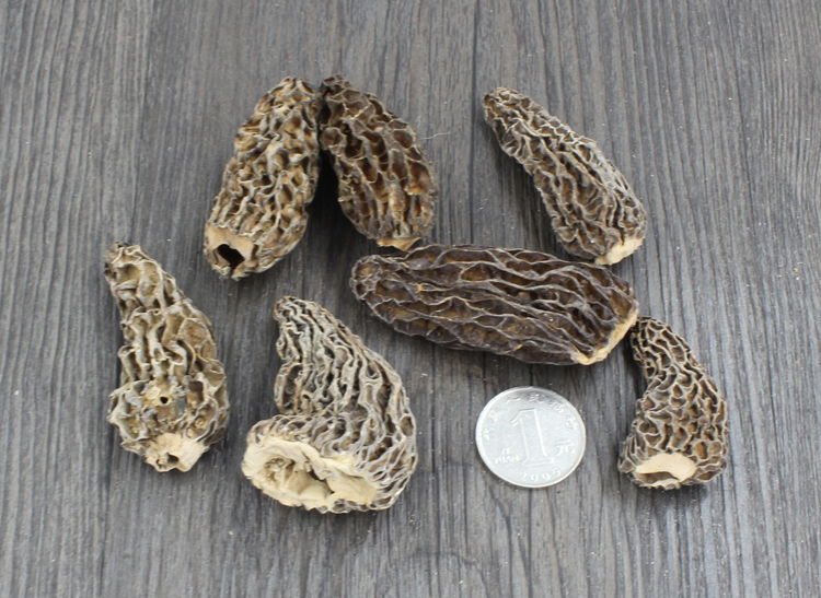 野生羊肚菌5-8cm