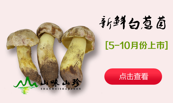 新鲜白葱牛肝菌