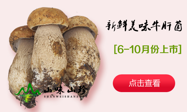 新鲜美味牛肝菌