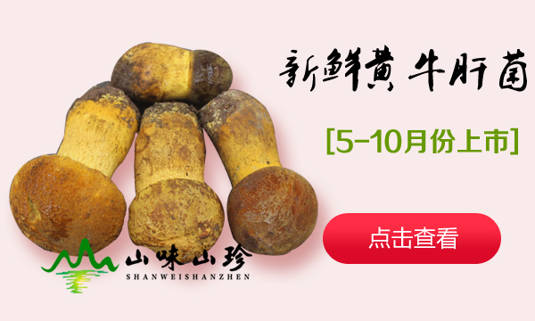 新鲜黄牛肝菌