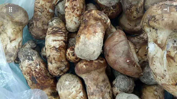 6月份新鲜松茸价格