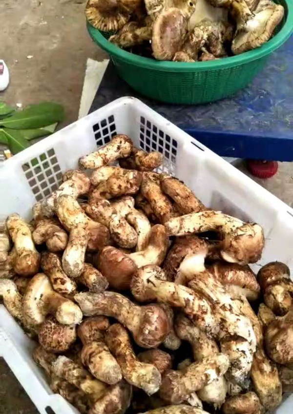 新鲜松茸分级