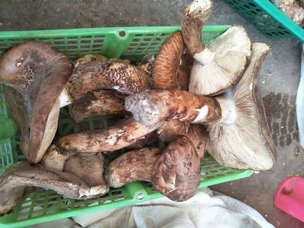 开伞三级松茸 开伞三级松茸