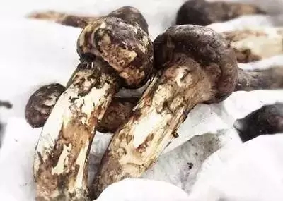 新鲜松茸清洗一