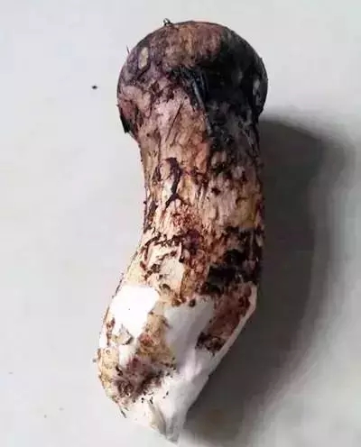 新鲜松茸清洗二