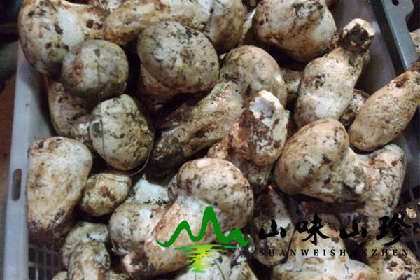 新鲜老人头菌价格