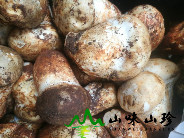 新鲜老人头菌批发