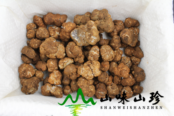 新鲜白松露多少钱一斤