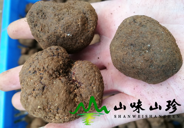新鲜黑松露3-5cm多少钱一斤 新鲜黑松露3-5cm多少钱一斤