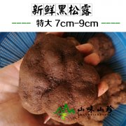 新鲜黑松露7-9cm--至尊之选
