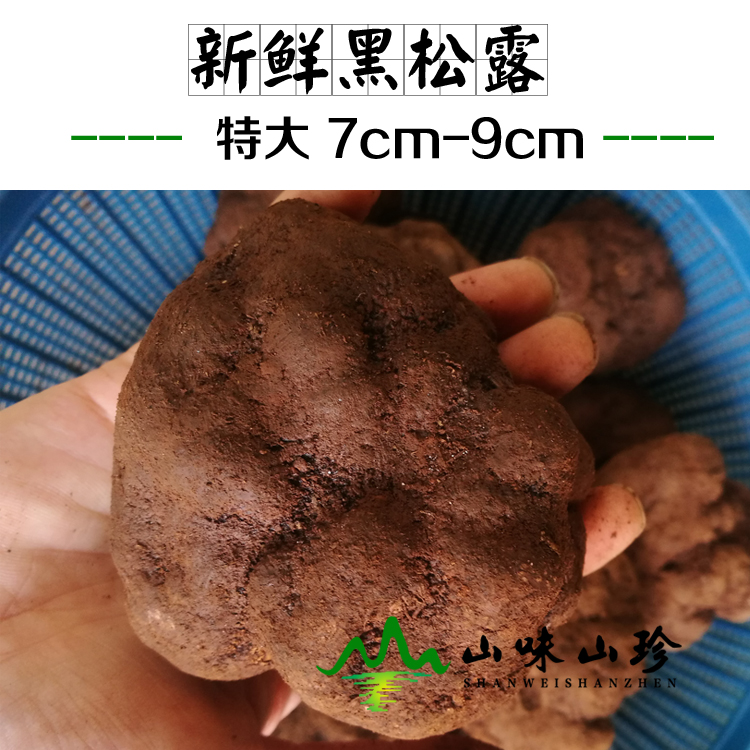新鲜黑松露7-9cm 新鲜黑松露7-9cm