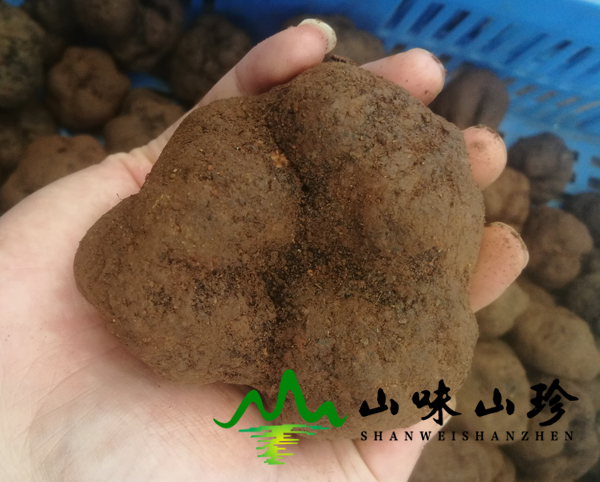 新鲜块菌7-9cm 新鲜块菌7-9cm