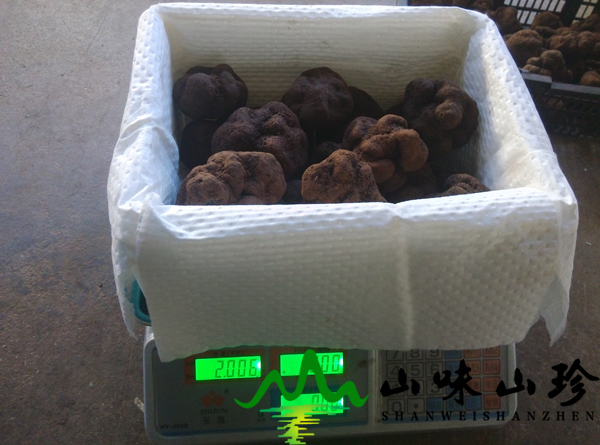 新鲜黑松露菌批发 新鲜黑松露菌批发