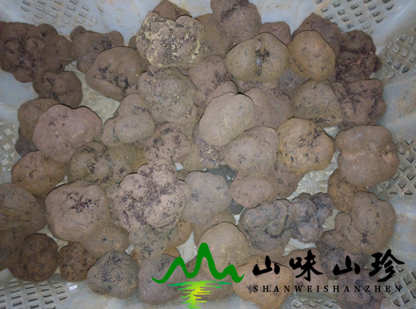 顶级新鲜黑松露多少钱一斤 新鲜黑松露菌批发