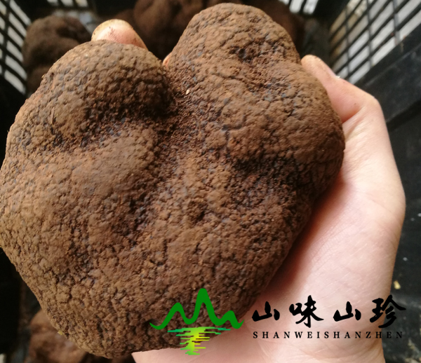 新鲜黑松露9cm以上5个左右1公斤