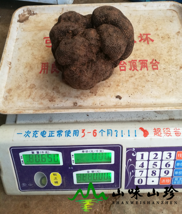 新鲜黑松露单个650克 新鲜黑松露单个650克