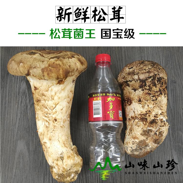 新鲜松茸菌王 新鲜松茸菌王