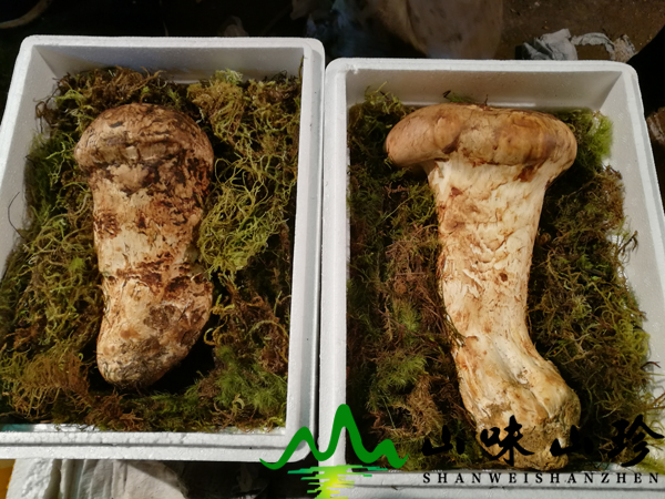 新鲜松茸-野生菌 新鲜松茸-野生菌