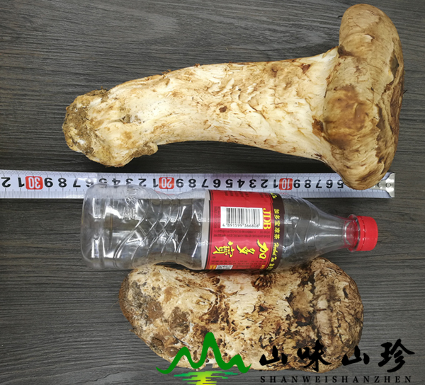 新鲜野生松茸特大个 新鲜野生松茸特大个