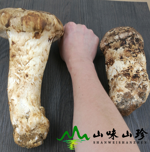 新鲜松茸顶级货 新鲜松茸顶级货