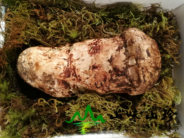 新鲜松茸国宝级 新鲜松茸国宝级