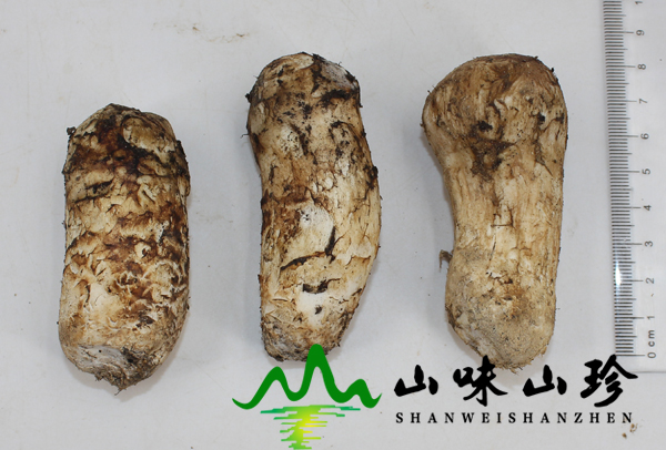 新鲜松茸5-7cm