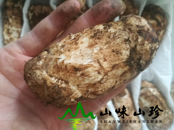 新鲜松茸5-7cm价格