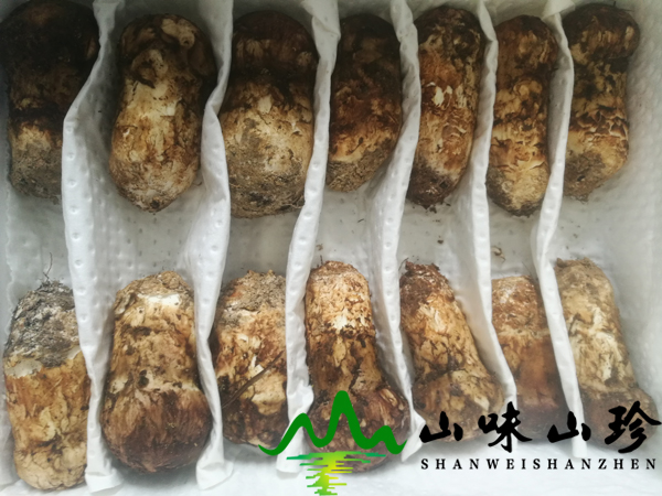 新鲜松茸菌5-7cm1公斤装