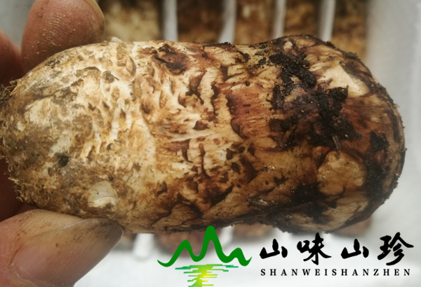 新鲜松茸5-7cm多少钱一斤