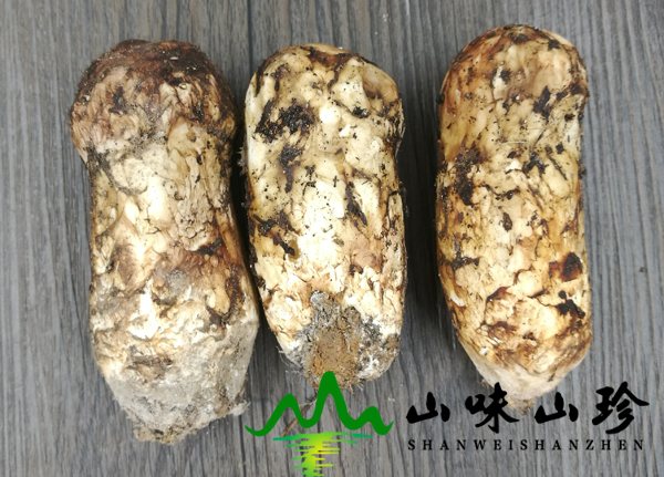 新鲜松茸菌7-9cm