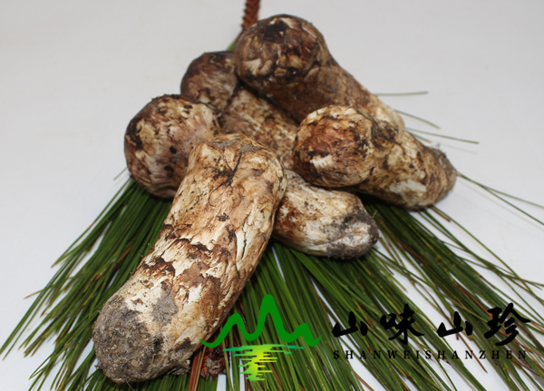 新鲜松茸7-9cm批发