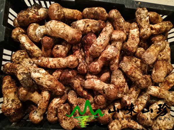 新鲜松茸菌7-9cm批发