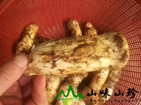 新鲜松茸7-9cm价格
